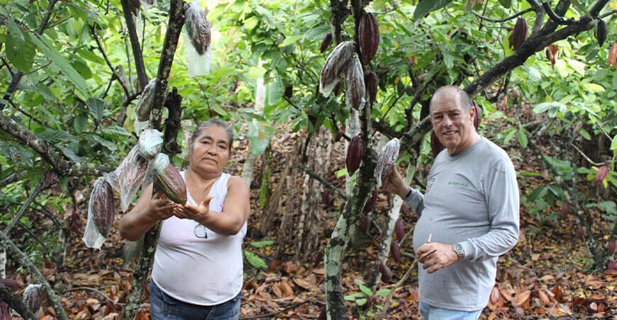 Embolsado para proteger mazorcas de cacao Perú Hub UNALM
