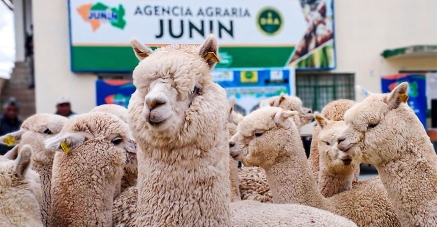 Entregaron alpacas de alta calidad genética a productores de Junín Perú