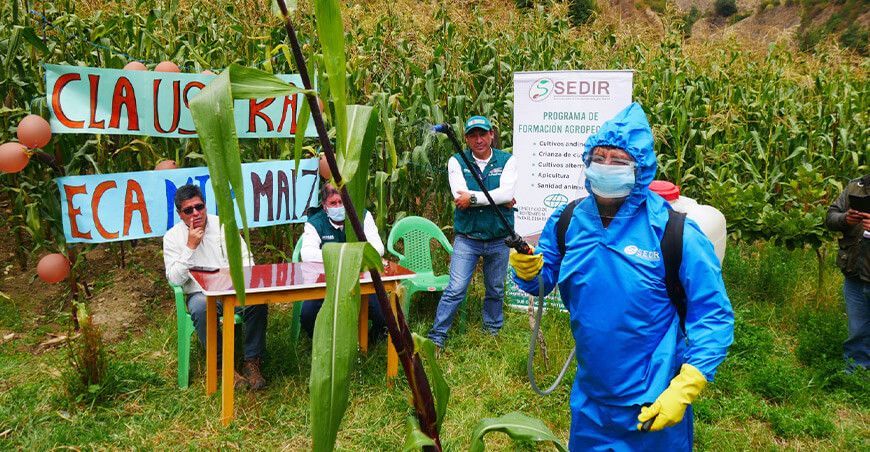 Escuelas de campo agricultura ecoamigable Senasa y Sedir Ancash Perú