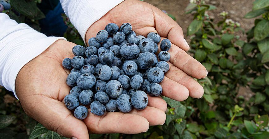 exportación arándanos Perú