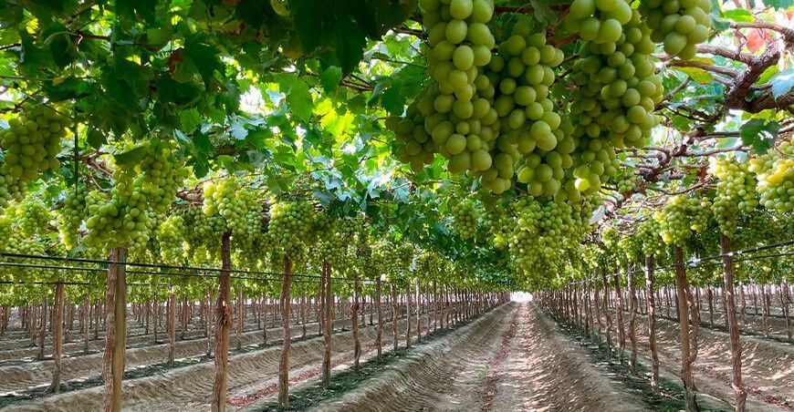 Atitlan ingresa al mercado peruano tras asociarse con Ecosac exportación de uva blanca Perú