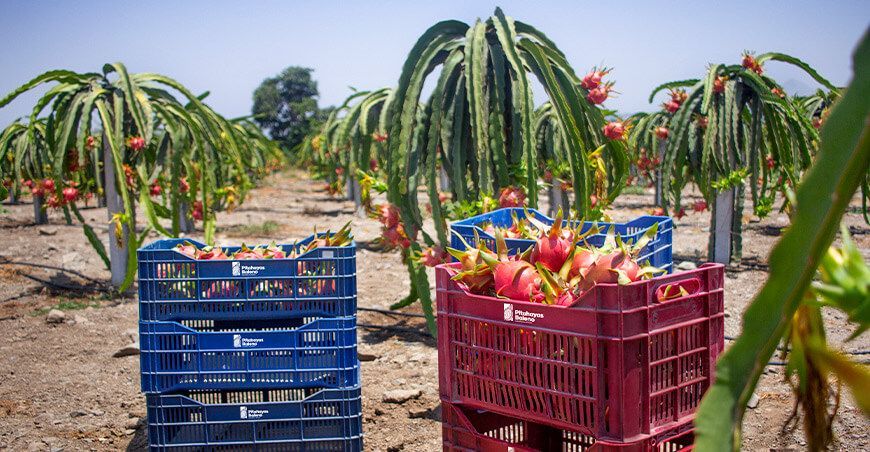 exportación de pitahaya Baleno Perú