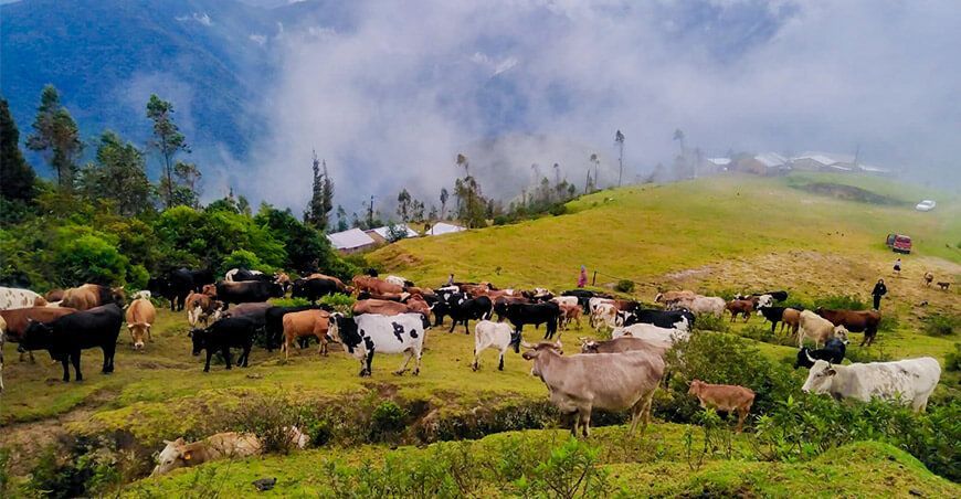 Apurímac se beneficiará del proyecto de ganadería regenerativa de la FAO y el Minam ganado vacuno Perú