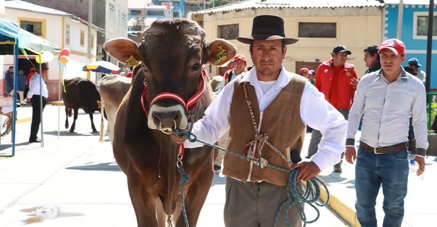 Feria Agropecuaria en Huancapi Ayacucho Perú juzgamiento ganado bovino