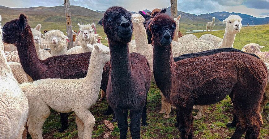 Feria Húsares de Junín alpacas camélidos sudamericanos Perú