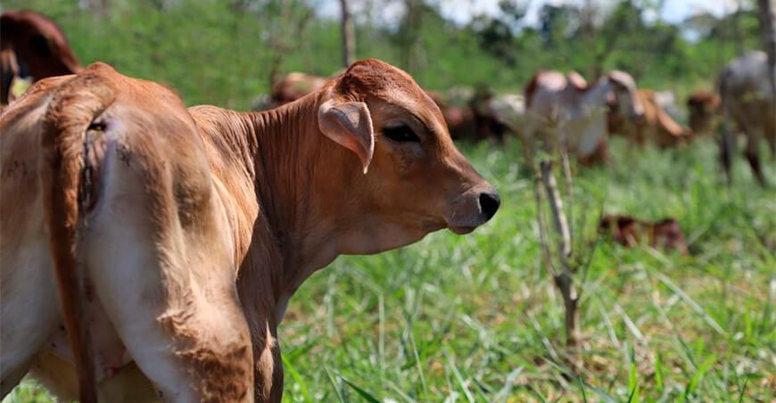 proyectos de ganadería vacuna Promegnacional, Promegtropical INIA ganado vacuno alta calidad genética Perú