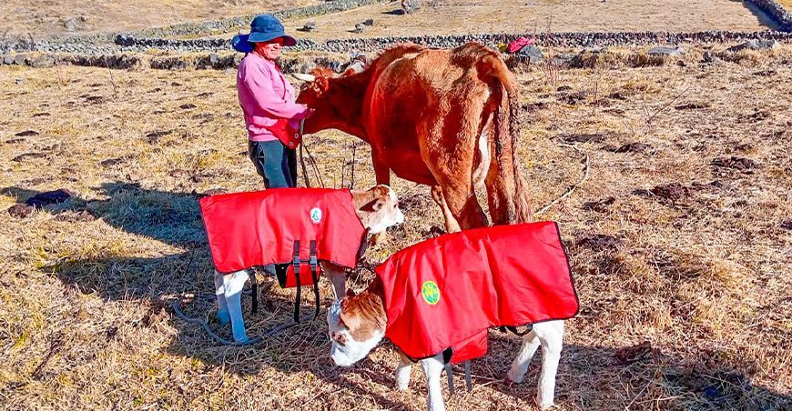 Ayacucho logra el nacimiento de becerros mellizos mediante inseminación artificial