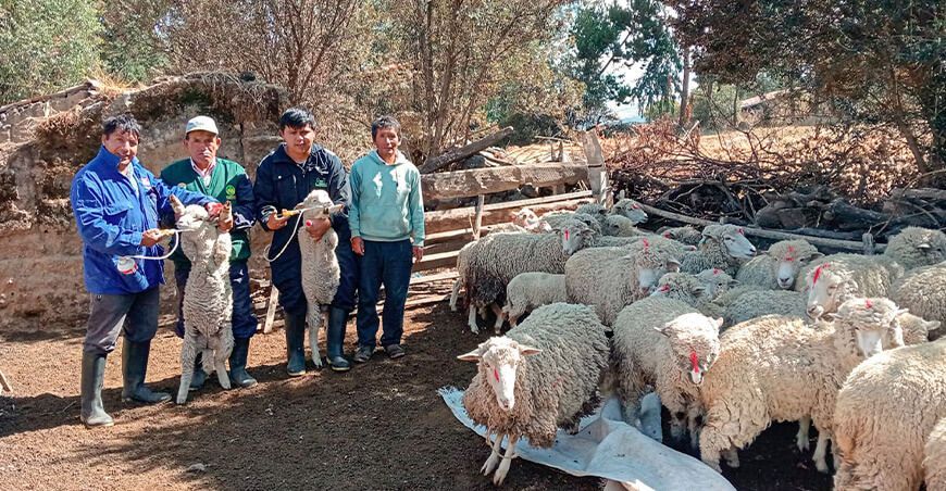 Continúa campaña sanitaria de dosificación en ovinos en Junín