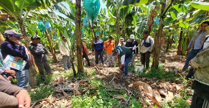 INIA transfirió tecnologías para la conservación de la calidad del suelo en cultivos de banano Piura Perú