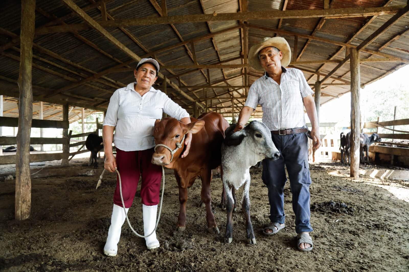 ganaderos en Ucayali resaltan el impacto del trabajo del INIA ganado vacuno alta calidad genética Perú