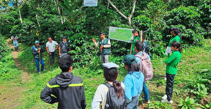 INIA identifica e investiga tipos de café con tolerancia a plagas y enfermedades en el Vraem
Perú