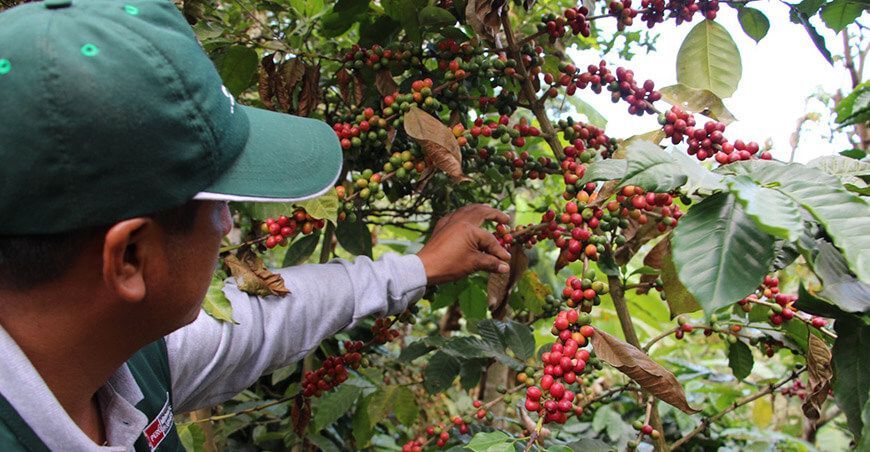 INIA identifica e investiga tipos de café con tolerancia a plagas y enfermedades en el Vraem Perú