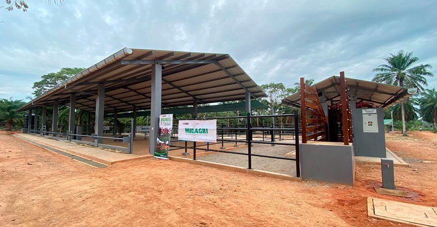 INIA inauguró el primer módulo de manejo de ganado vacuno en Ucayali Perú 