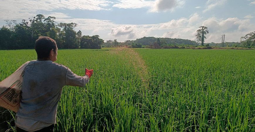 INIA produce semillas arroz alta calidad genética Perú