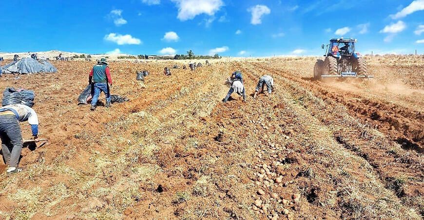 INIA ha producido más de 60 toneladas de semillas de papa de alta calidad de las variedades INIA 303 Canchán, Yungay y Peruanita para productores Ayacucho