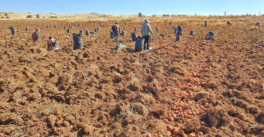 INIA ha producido más de 60 toneladas de semillas de papa de alta calidad de las variedades INIA 303 Canchán, Yungay y Peruanita para productores Ayacucho