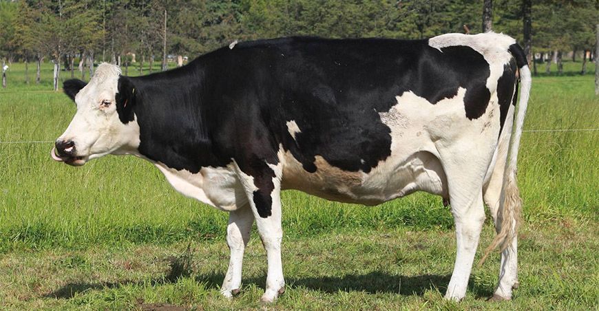 Proyecto Ganadero realiza más de 1100 inseminaciones artificiales en vacunos en Celendín Cajamarca Perú