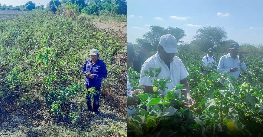 Impulsan el cultivo de algodón en 860 hectáreas en Piura