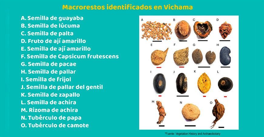 Investigación en Vichama revela los alimentos consumidos hace 3800 años
