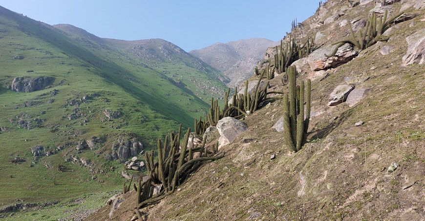Lanzan Proyecto Forestal “Apadrina tu Árbol” en Huaral, Lima
