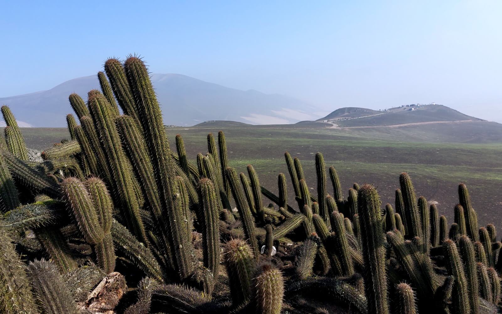 Lanzan Proyecto Forestal “Apadrina tu Árbol” en Huaral, Lima