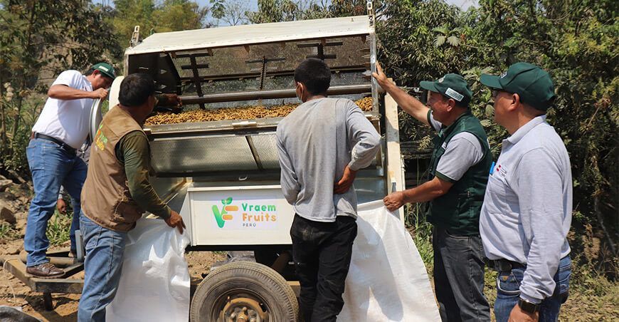 Instalan máquinas pulidoras para fortalecer producción de cúrcuma en Sivia en Ayacucho Provraem Perú