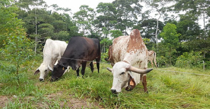 ganado vacuno Promeg Tropical INIA Perú