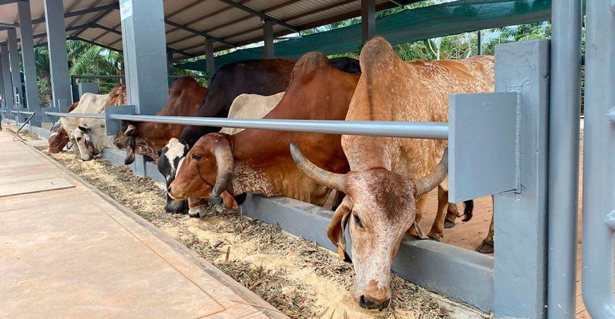 INIA inauguró el primer módulo de manejo de ganado vacuno en Ucayali Perú