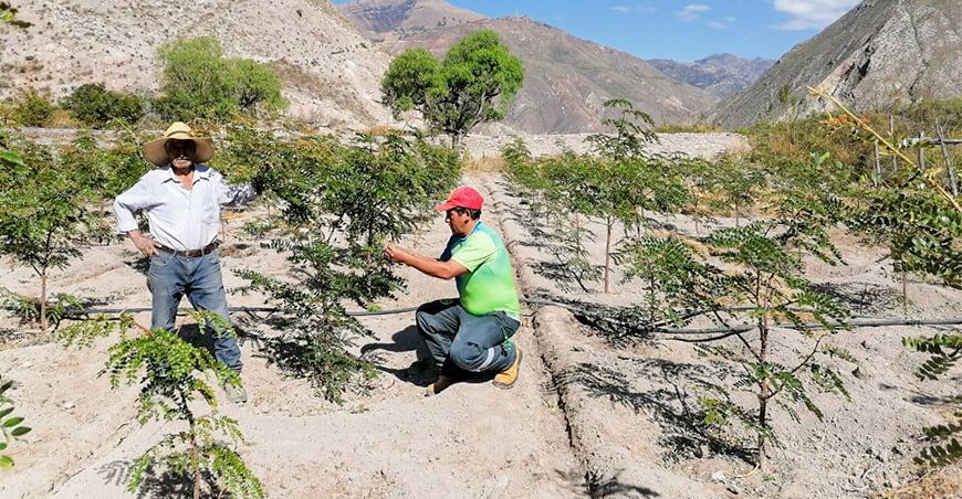 Ayacucho monitores plantones instalados de tara en Víctor Fajardo