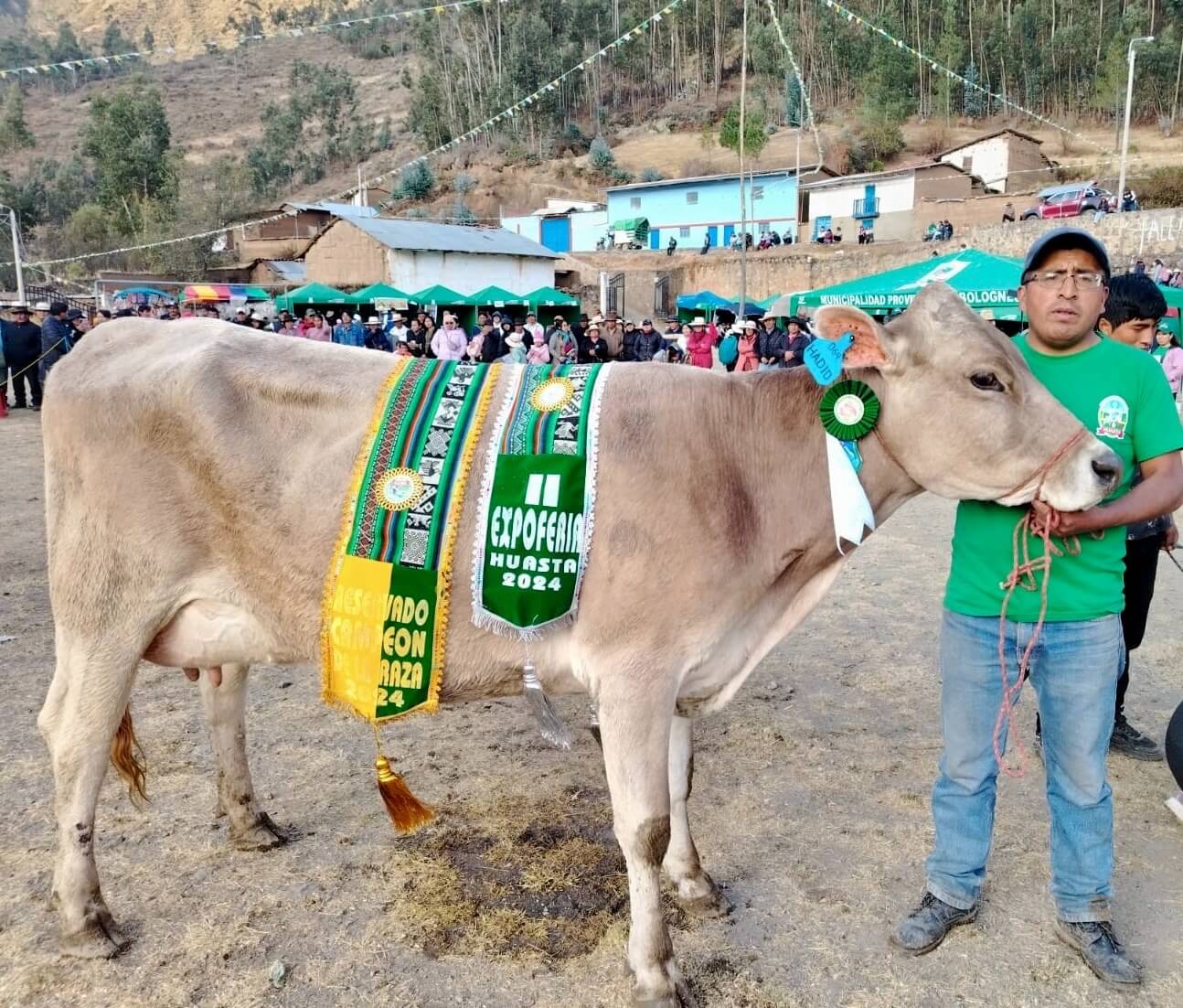 Vacunos Brown Swiss destacan en Feria Agropecuaria de Huasta en Ancash Perú
