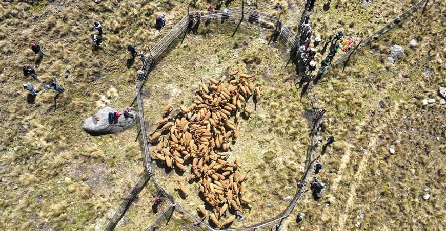Chaccu de vicuñas Perú