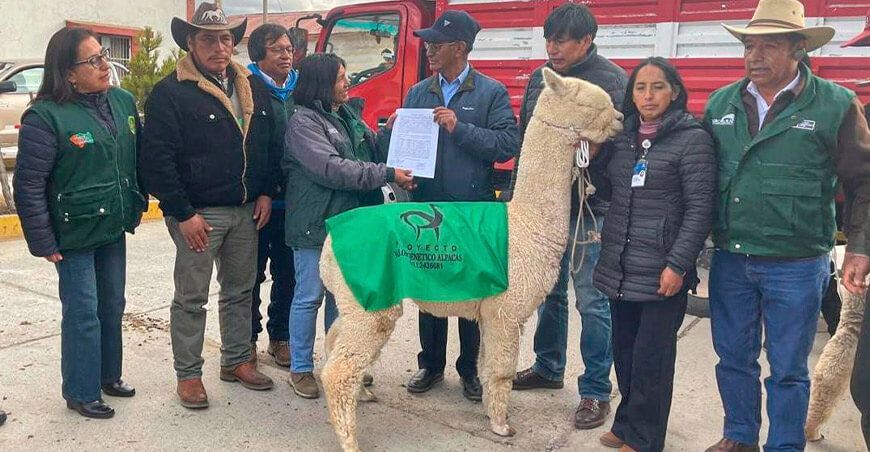 Entregaron alpacas de alta calidad genética a productores de Junín Perú 