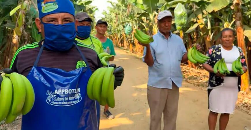 Plaga de trips causa pérdida de exportaciones de plátano en Tumbes Perú