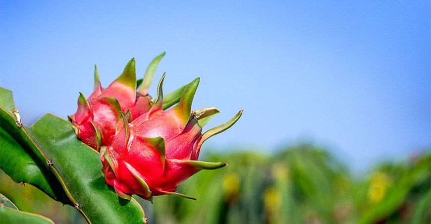 cultivo de Pitahayas Baleno