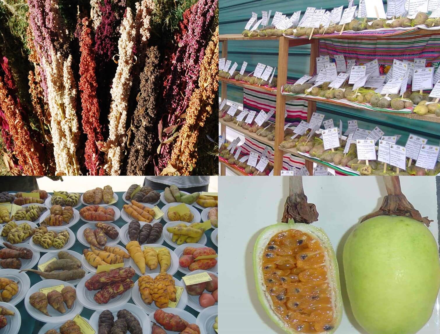 producción de cultivos y frutas andinas Perú