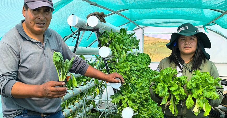 productores incrementan producción de hortalizas de calidad en módulos hidropónicos INIA Perú