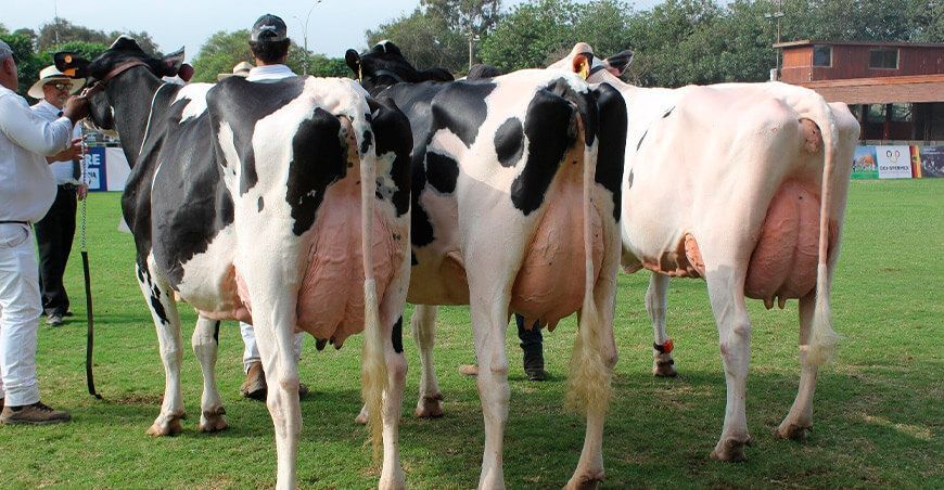 producción láctea leche ganado vacuno Perú