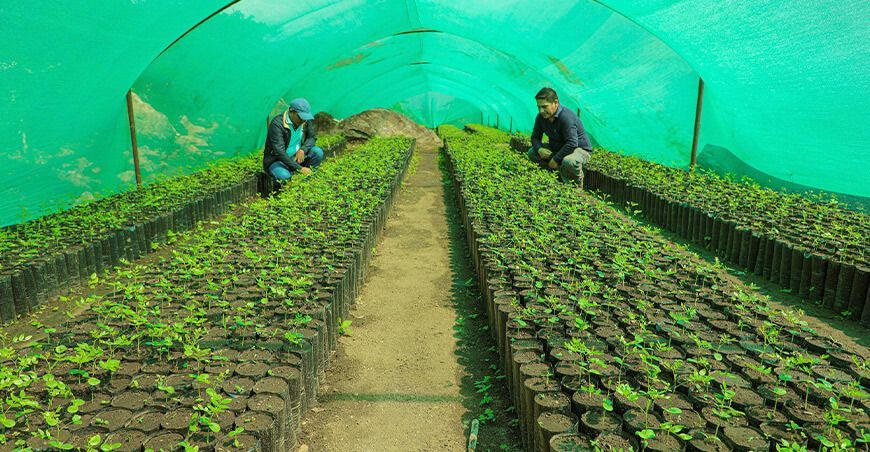 producción de plantones de café Inkawasi Cusco Perú