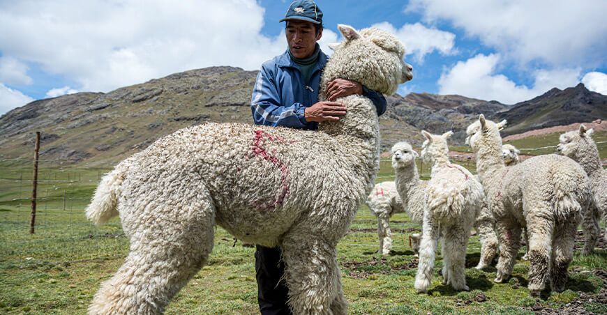 productor alpaquero crianza de alpacas Perú