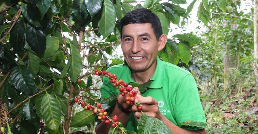 productor de cultivo de café Perú Senasa