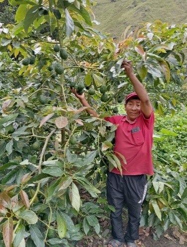 Palta Hass y Fuerte: Una alternativa promisoria para el valle de Sandia, Puno