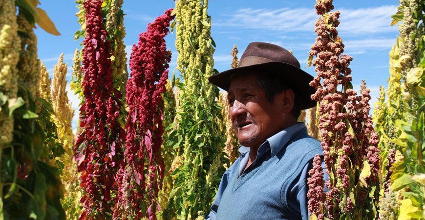 productor de quinua Perú
