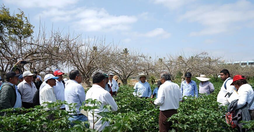 Universitarios y productores se unen para revivir el algodón Pima piurano