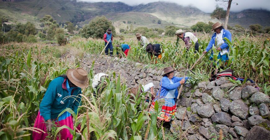 productores de cultivo de maíz zonas Altoandinas Perú