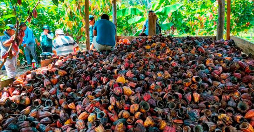 Productores de Palestina elaborarán bocashi en Junín Provraem Perú