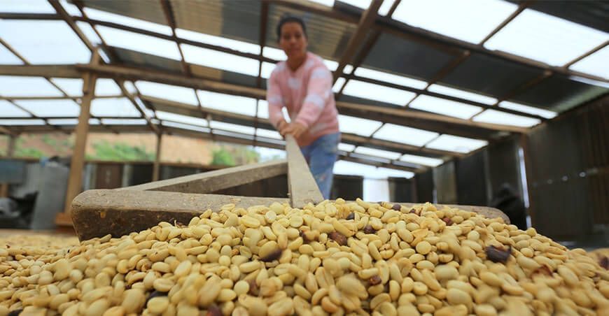 productores exportación de café sin tostar Perú