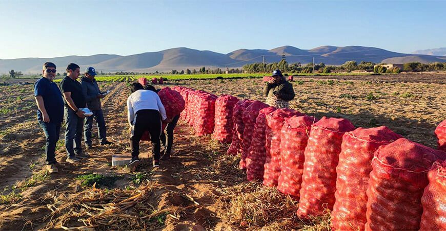 Productores de Tacna exportan 76 toneladas de cebolla roja a Chile