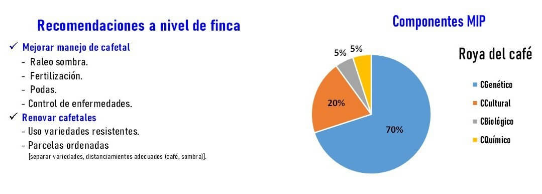 recomendaciones contra la roya amarilla
