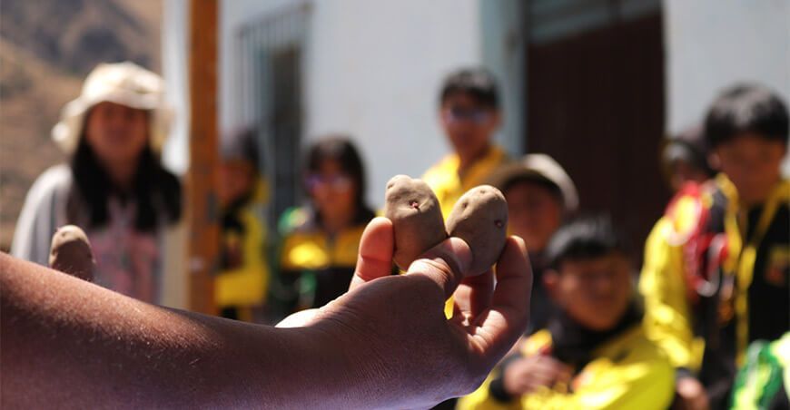 Más de 50 variedades de papas nativas repatriadas a la Reserva Paisajística Nor Yauyos Cochas
