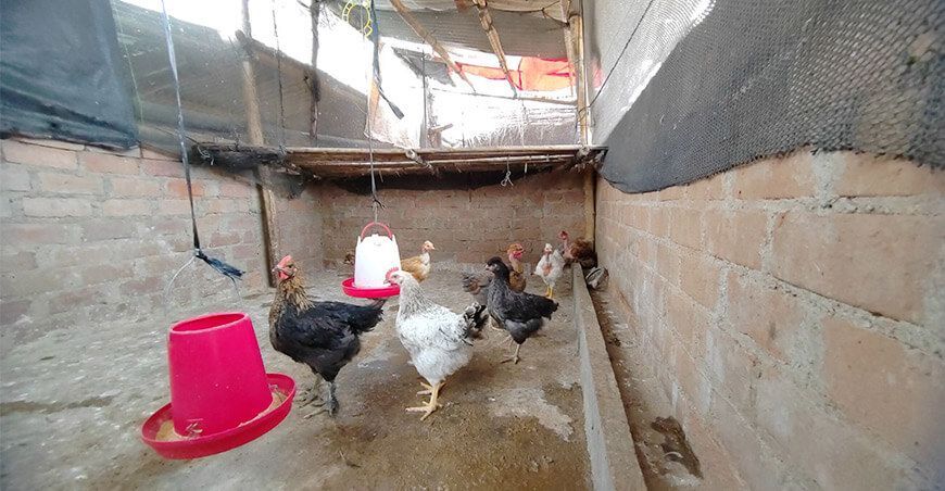 sanidad avícola aves domésticas Perú